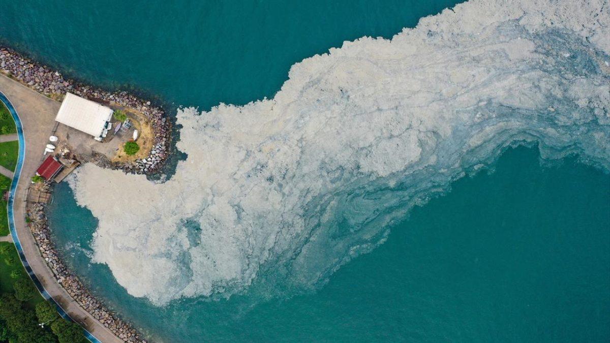 Denizlerimizi Boğan Müsilaj Nedir, Nasıl Ortaya Çıktı ve Ne Yaparak Önleyebiliriz?