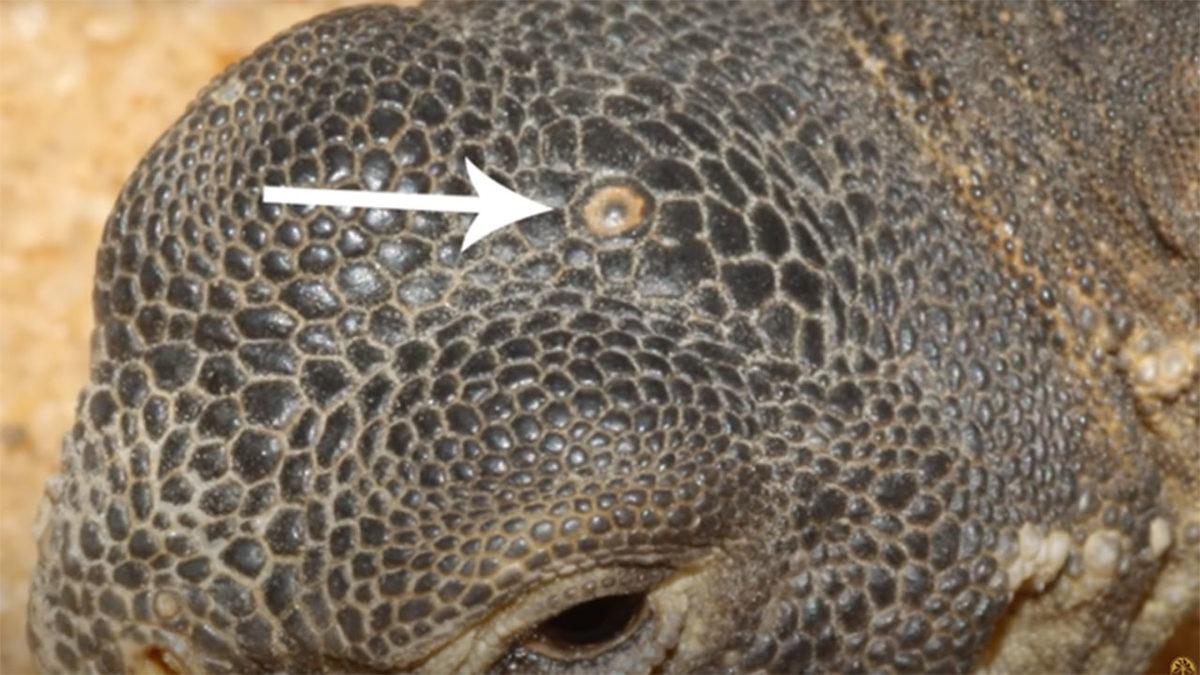 Araştırmacılar, 150 Milyon Yıllık Bir Sürüngenin Kalıntılarını Keşfetti: Dinozorlarla Aynı Dönemde Yaşadı