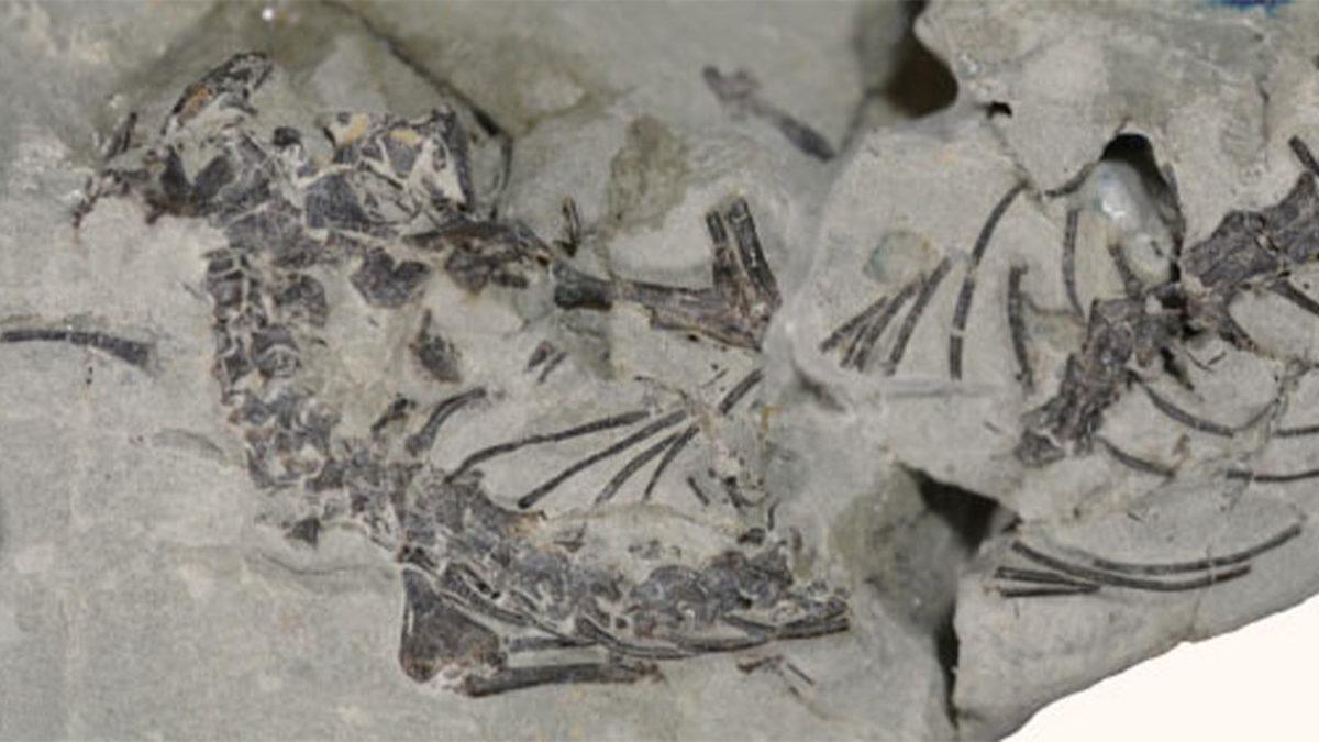 Araştırmacılar, 150 Milyon Yıllık Bir Sürüngenin Kalıntılarını Keşfetti: Dinozorlarla Aynı Dönemde Yaşadı