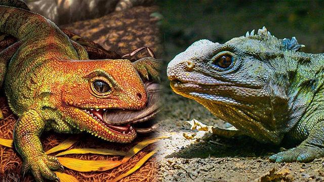 Araştırmacılar, 150 Milyon Yıllık Bir Sürüngenin Kalıntılarını Keşfetti: Dinozorlarla Aynı Dönemde Yaşadı