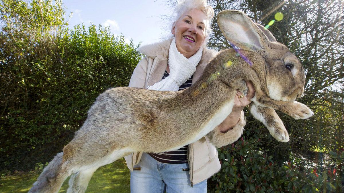 Tavşanlar Hakkında Duyunca Şaşıracağınız 9 İlginç Bilgi: En sevdikleri Yiyecek Aslında Havuç Değil!