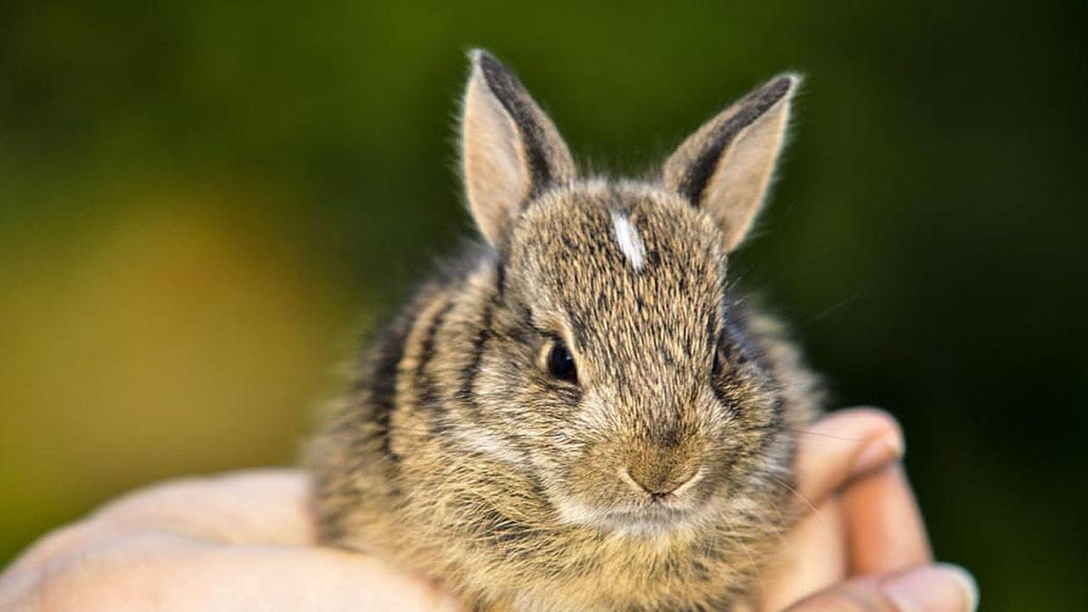 Tavşanlar Hakkında Duyunca Şaşıracağınız 9 İlginç Bilgi: En sevdikleri Yiyecek Aslında Havuç Değil!