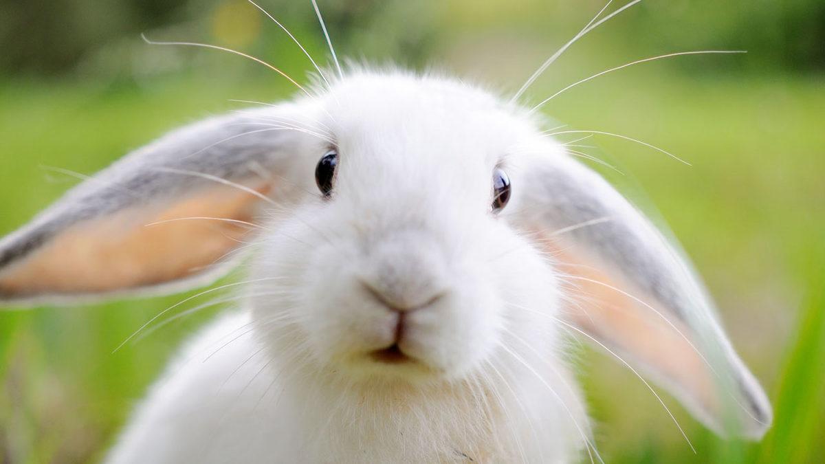 Tavşanlar Hakkında Duyunca Şaşıracağınız 9 İlginç Bilgi: En sevdikleri Yiyecek Aslında Havuç Değil!