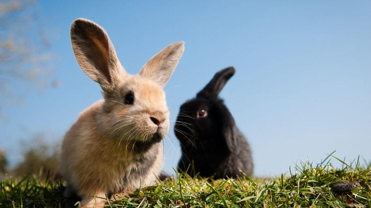 Tavşanlar Hakkında Duyunca Şaşıracağınız 9 İlginç Bilgi: En sevdikleri Yiyecek Aslında Havuç Değil!