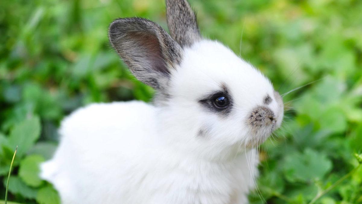 Tavşanlar Hakkında Duyunca Şaşıracağınız 9 İlginç Bilgi: En sevdikleri Yiyecek Aslında Havuç Değil!