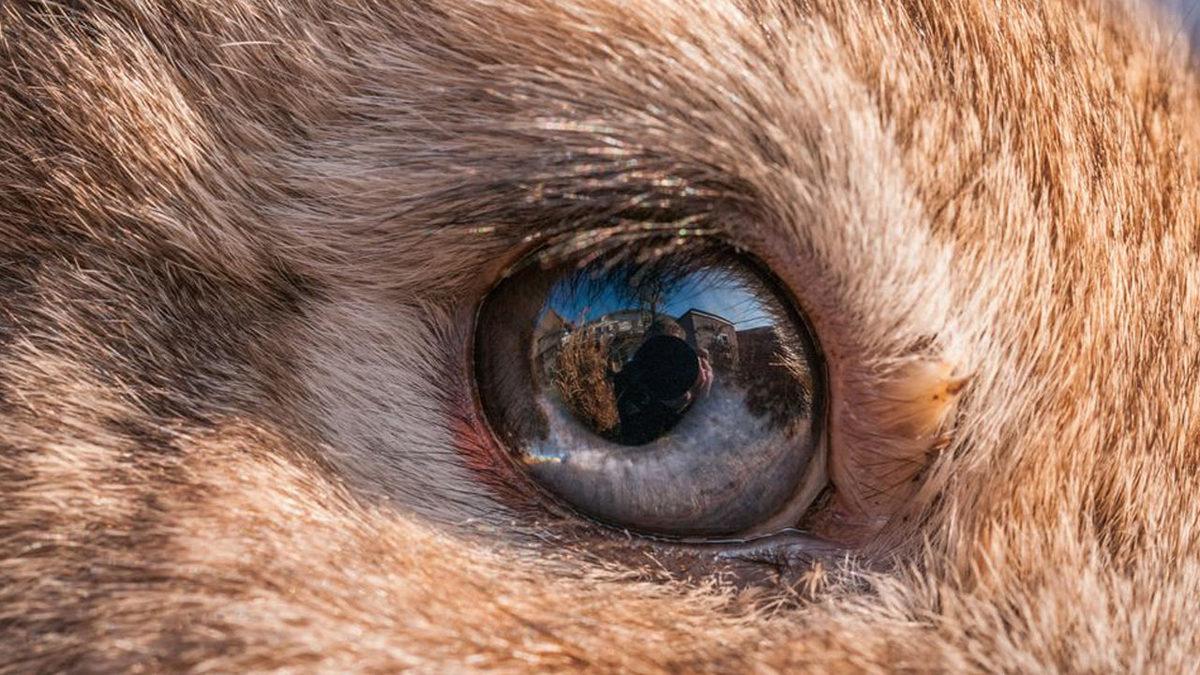 Tavşanlar Hakkında Duyunca Şaşıracağınız 9 İlginç Bilgi: En sevdikleri Yiyecek Aslında Havuç Değil!