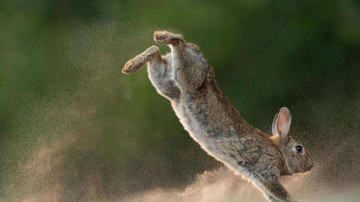 Tavşanlar Hakkında Duyunca Şaşıracağınız 9 İlginç Bilgi: En sevdikleri Yiyecek Aslında Havuç Değil!
