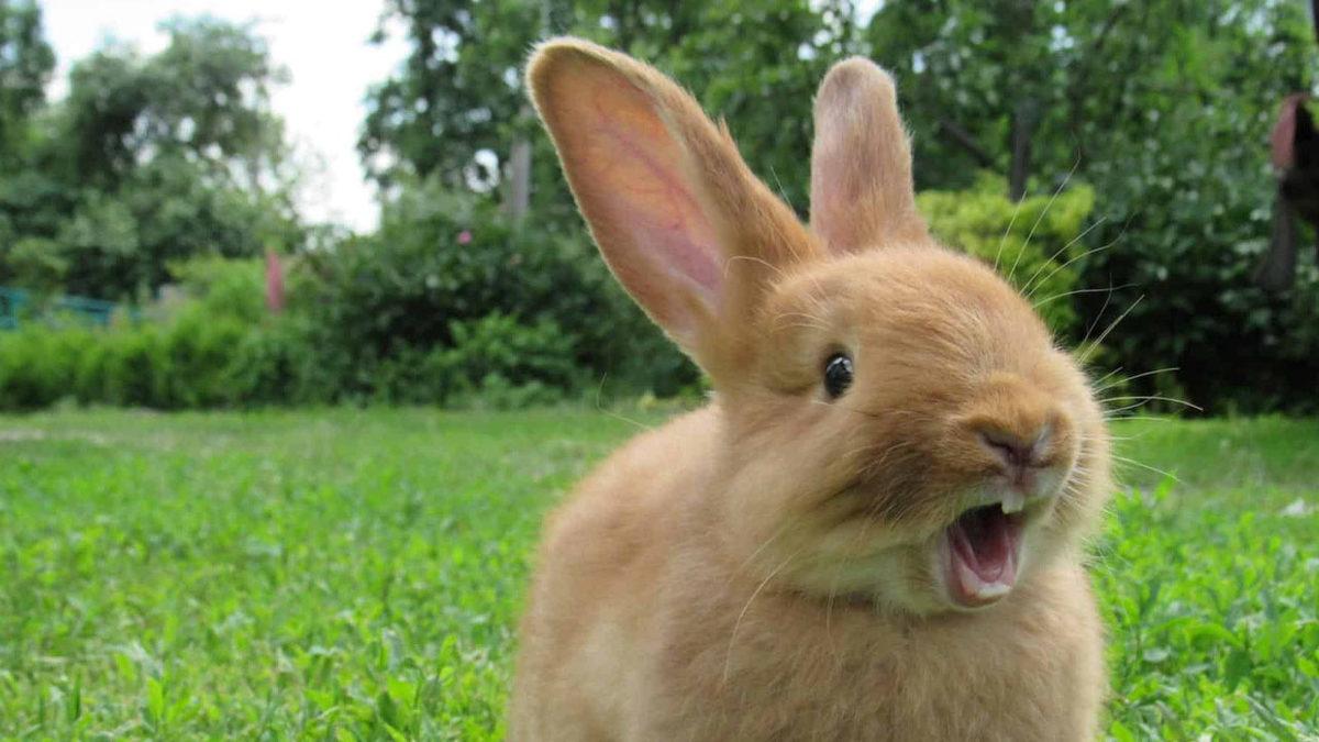 Tavşanlar Hakkında Duyunca Şaşıracağınız 9 İlginç Bilgi: En sevdikleri Yiyecek Aslında Havuç Değil!