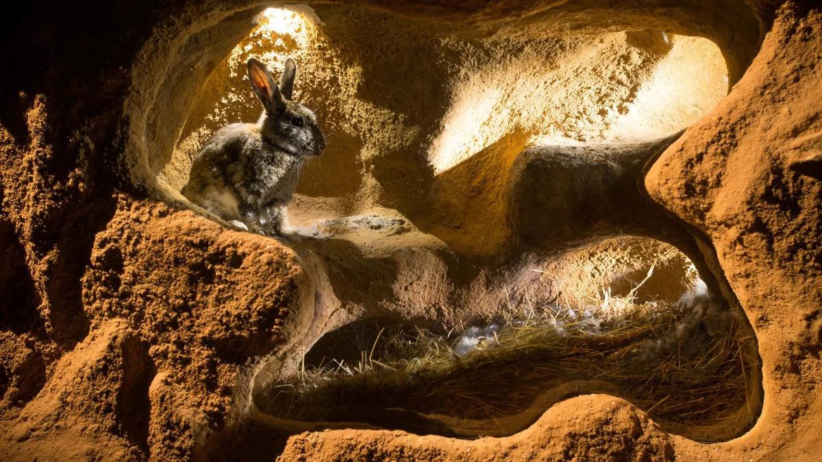 Tavşanlar Hakkında Duyunca Şaşıracağınız 9 İlginç Bilgi: En sevdikleri Yiyecek Aslında Havuç Değil!