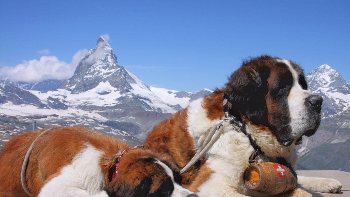 Dünyanın En Çok Çikolata Tüketen Ülkesi İsviçre Hakkında Birbirinden İlginç 8 Bilgi