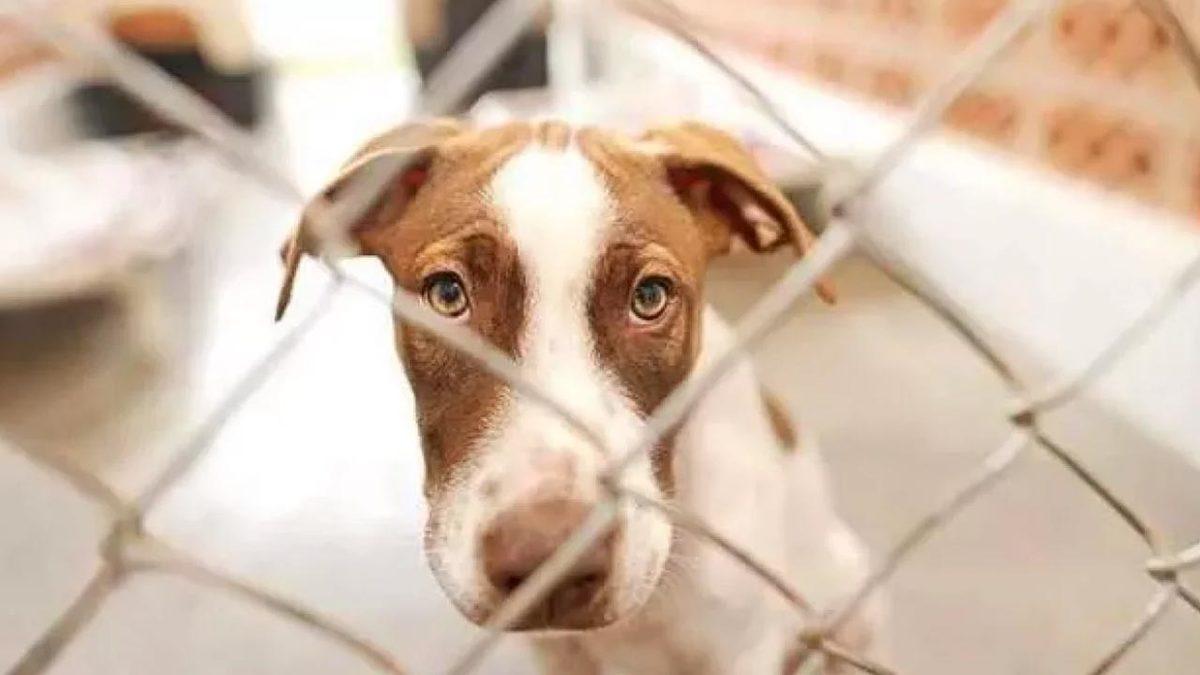 Hayvanları Koruma Kanunu’nun Bazı Maddeleri Kabul Edildi