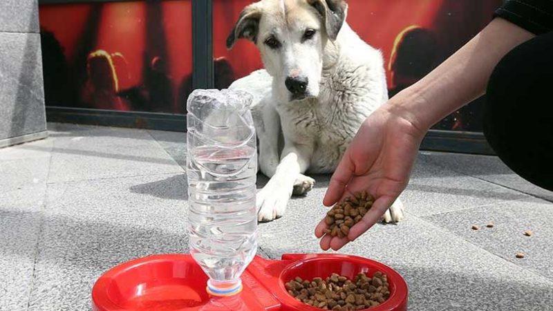 Hayvanları Koruma Kanunu’nun Bazı Maddeleri Kabul Edildi