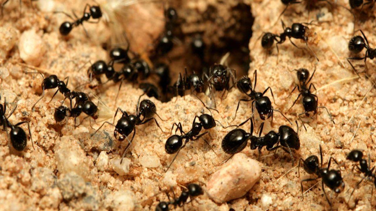Dünya Üzerinde Kaç Karınca Yaşadığı Hesaplandı: İnsanlardan 2,5 Milyon Kat Fazla!