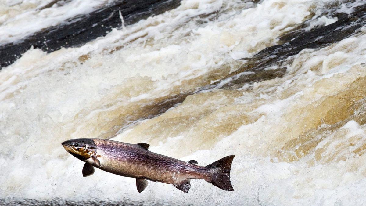 Bu Nehirde Herkes Müptela: Balıkların Uyuşturucu Bağımlısı Olabildikleri Keşfedildi
