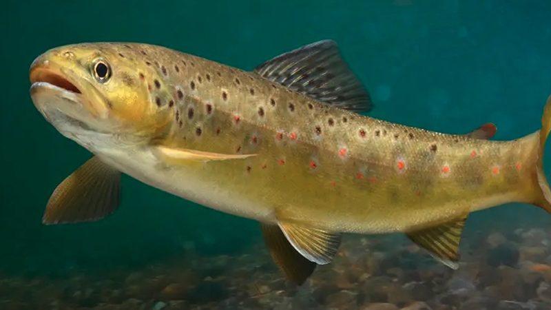 Bu Nehirde Herkes Müptela: Balıkların Uyuşturucu Bağımlısı Olabildikleri Keşfedildi