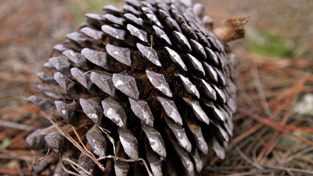 Bu Meyveye Biz Dahil Tüm Dünya ’Ananas’ Diyorken İngilizlerin ’Pineapple’ Demesinin Ardındaki İlginç Neden