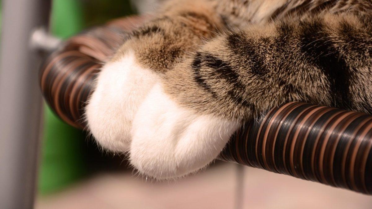 Bazı Kedilerin Beyaz Çorap Giymiş Gibi Görünmesinin Aklınıza Hiç Gelmeyecek Sebebi