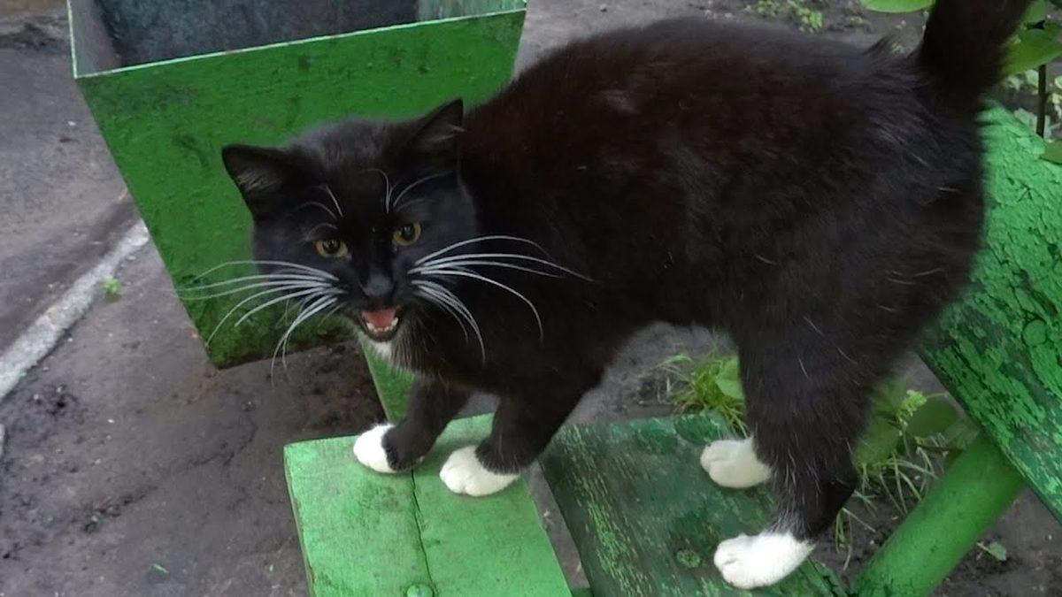 Bazı Kedilerin Beyaz Çorap Giymiş Gibi Görünmesinin Aklınıza Hiç Gelmeyecek Sebebi