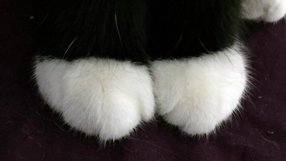 Bazı Kedilerin Beyaz Çorap Giymiş Gibi Görünmesinin Aklınıza Hiç Gelmeyecek Sebebi