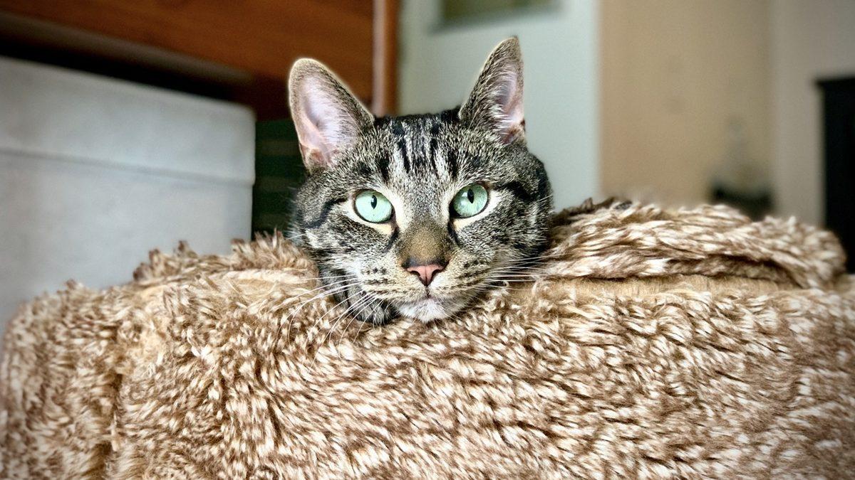 Hayvanların da İnsanlar Gibi Kan Grupları Var mı, Kan Alıp Verebilmeleri Mümkün mü?