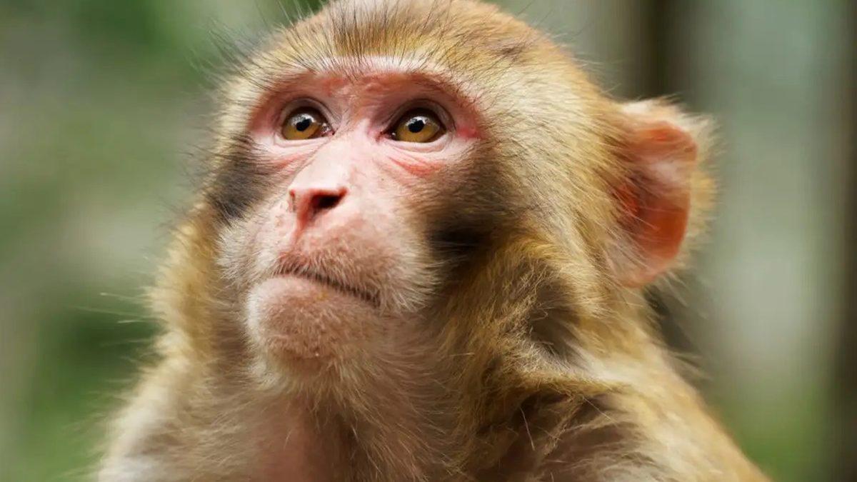 Hayvanların da İnsanlar Gibi Kan Grupları Var mı, Kan Alıp Verebilmeleri Mümkün mü?