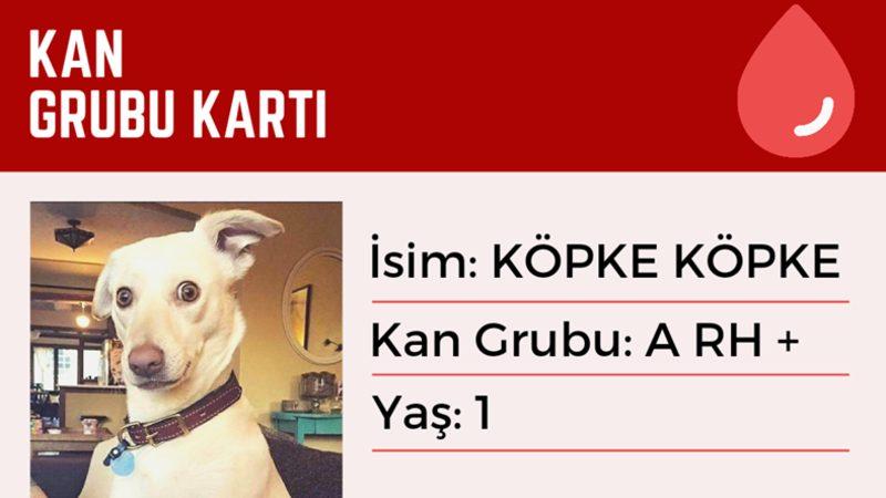 Hayvanların da İnsanlar Gibi Kan Grupları Var mı, Kan Alıp Verebilmeleri Mümkün mü?