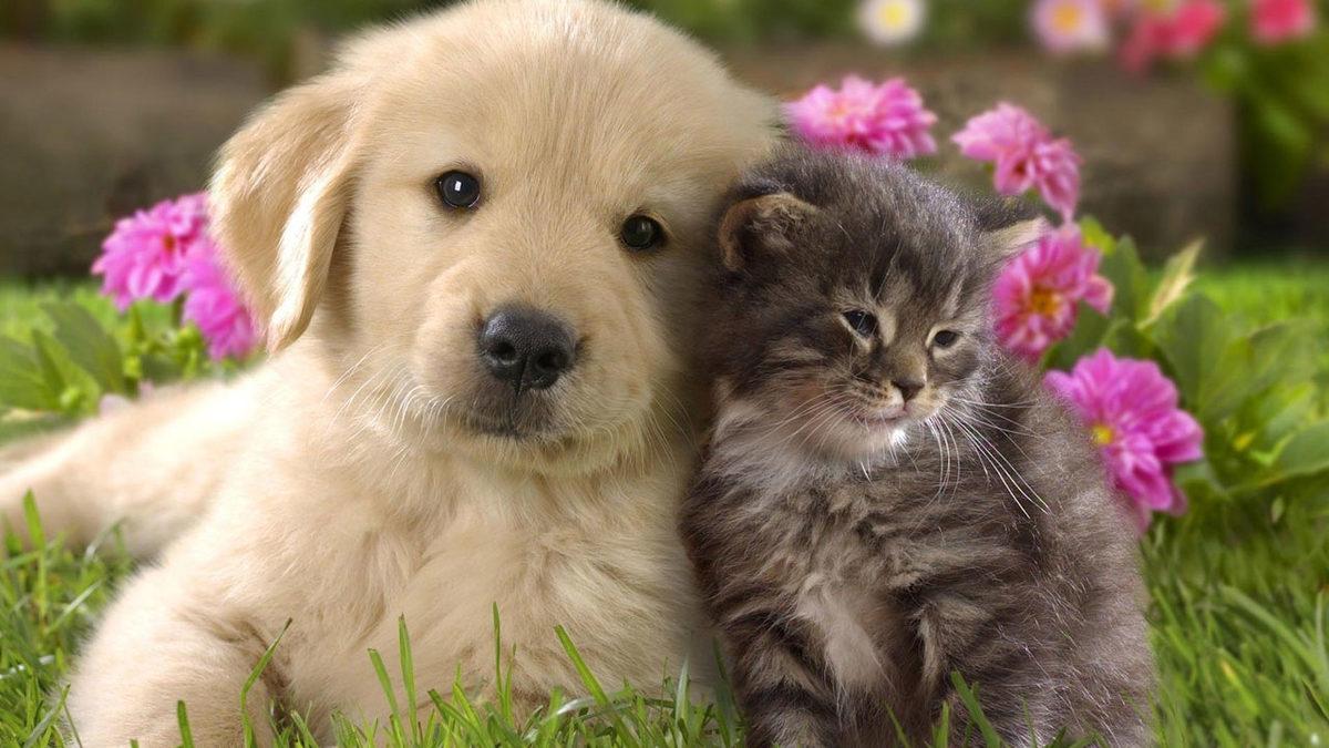 Sonunda: Hayvanları Koruma Kanunu Kabul Edildi