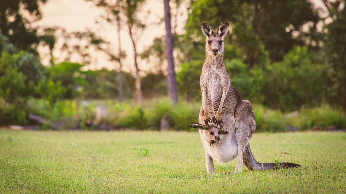 Dünyanın En Temiz Havasına Sahip Olan Avustralya’nın Ne Kadar İlginç Bir Yer Olduğunu Gösteren 10 Bilgi