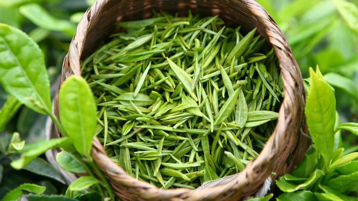 Yeşil Çayın Doğa Harikası Bir Bitki Olduğunu Kanıtlayan 9 Faydası
