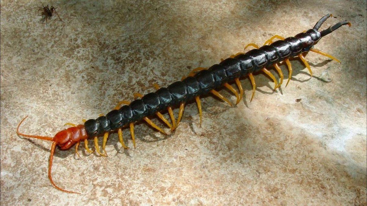 Öğrenince Keşke Bende de Olsa Diyeceğiniz Sıra Dışı Özelliklere Sahip 8 Hayvan