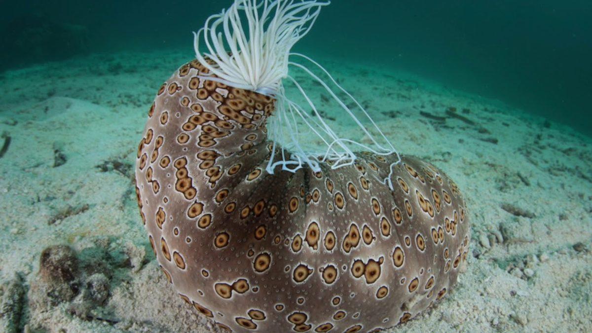 Öğrenince Keşke Bende de Olsa Diyeceğiniz Sıra Dışı Özelliklere Sahip 8 Hayvan