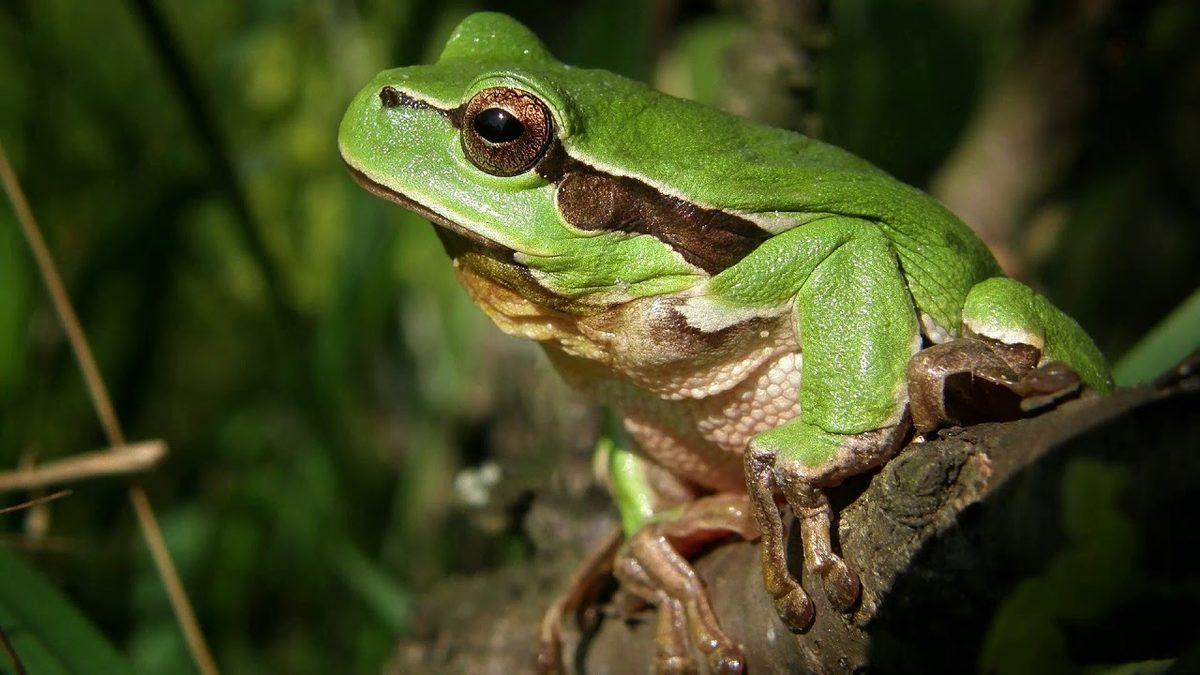 Öğrenince Keşke Bende de Olsa Diyeceğiniz Sıra Dışı Özelliklere Sahip 8 Hayvan