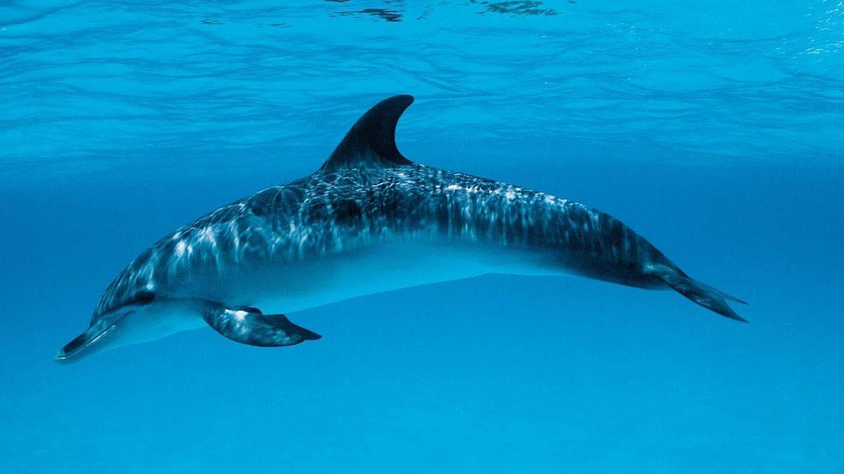 Öğrenince Keşke Bende de Olsa Diyeceğiniz Sıra Dışı Özelliklere Sahip 8 Hayvan