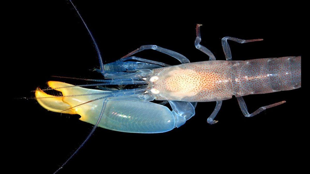 Öğrenince Keşke Bende de Olsa Diyeceğiniz Sıra Dışı Özelliklere Sahip 8 Hayvan