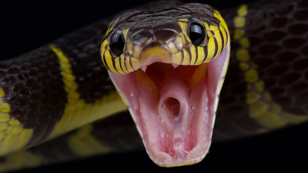 Avlarını Tek Isırıkta Nakavt Edip Öldüren Yılanlar, Kendilerini de Sokarak Öldürebilirler mi?