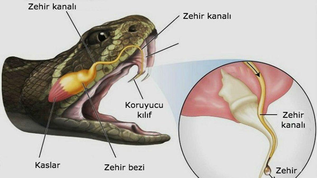 Avlarını Tek Isırıkta Nakavt Edip Öldüren Yılanlar, Kendilerini de Sokarak Öldürebilirler mi?