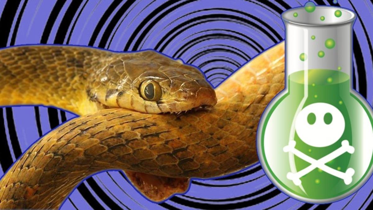 Avlarını Tek Isırıkta Nakavt Edip Öldüren Yılanlar, Kendilerini de Sokarak Öldürebilirler mi?