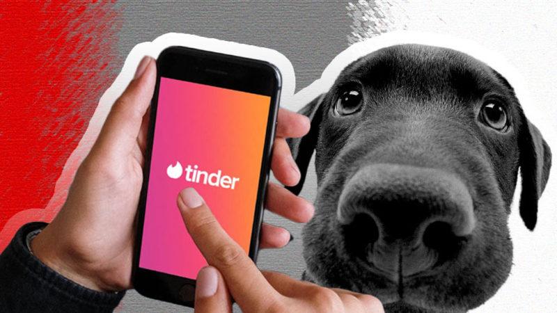 Tinder’dan Hayvanseverlerin Ayakta Alkışlayacağı Özellik: Flört Ararken, Köpek Sahiplendirilecek