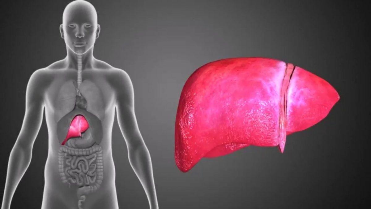 Tükettiğimiz Besinlerin Enerjiye Dönüşmesini Sağlayan ALT Enzimi Yükseldiğinde ve Düşüklüğünde Ne Yaşarız?