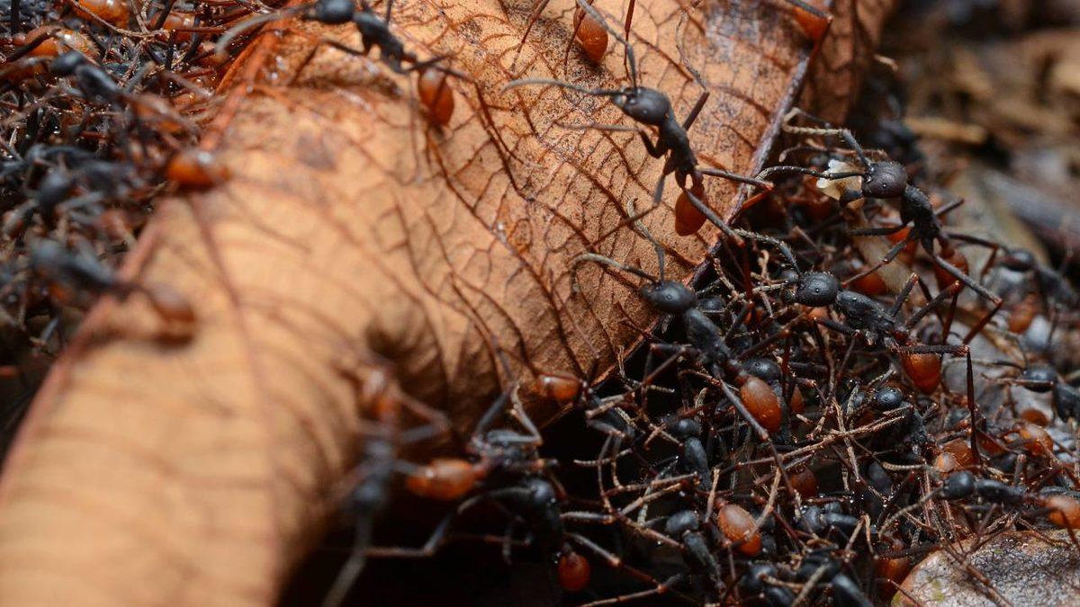 Böcekler Hakkında Konuştuğumuzda ya da Bir Böcek Fotoğrafı Gördüğümüzde Bile Deli Gibi Kaşınmamızın Nedeni