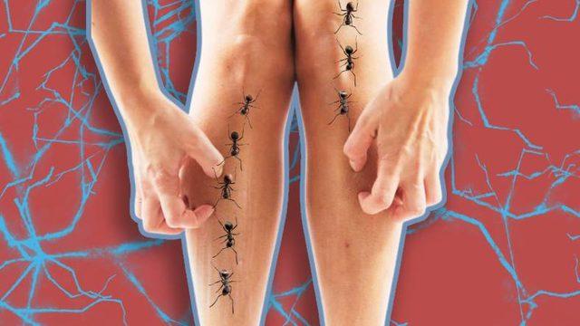 Böcekler Hakkında Konuştuğumuzda ya da Bir Böcek Fotoğrafı Gördüğümüzde Bile Deli Gibi Kaşınmamızın Nedeni