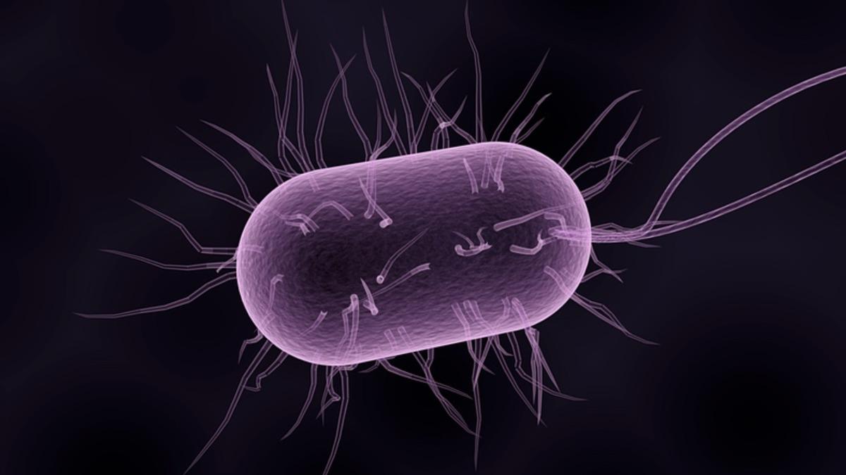 Avrupa’da Satılan Köpek Mamalarında İnsan Sağlığını Tehdit Eden Bakteriler Bulundu