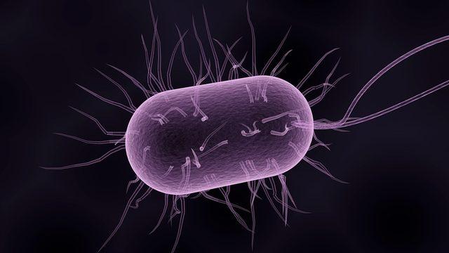 Avrupa’da Satılan Köpek Mamalarında İnsan Sağlığını Tehdit Eden Bakteriler Bulundu