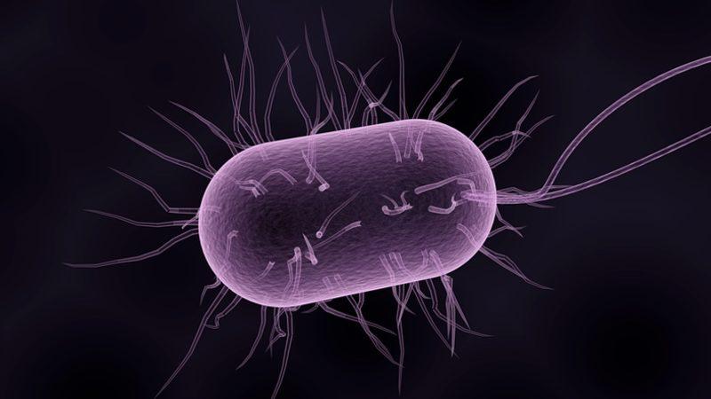 Avrupa’da Satılan Köpek Mamalarında İnsan Sağlığını Tehdit Eden Bakteriler Bulundu