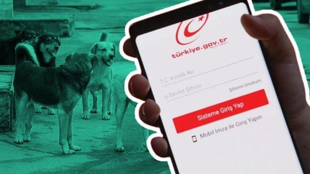 e-Devlet Üzerinden Nasıl Hayvan Sahiplenilir?