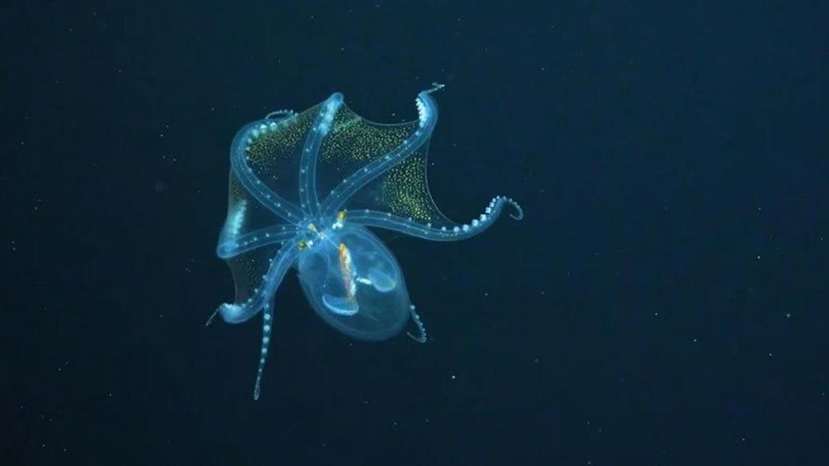 Gerçek Anlamda İçi Dışı Bir: Ender Görülen Cam Ahtapotun Viral Videosu