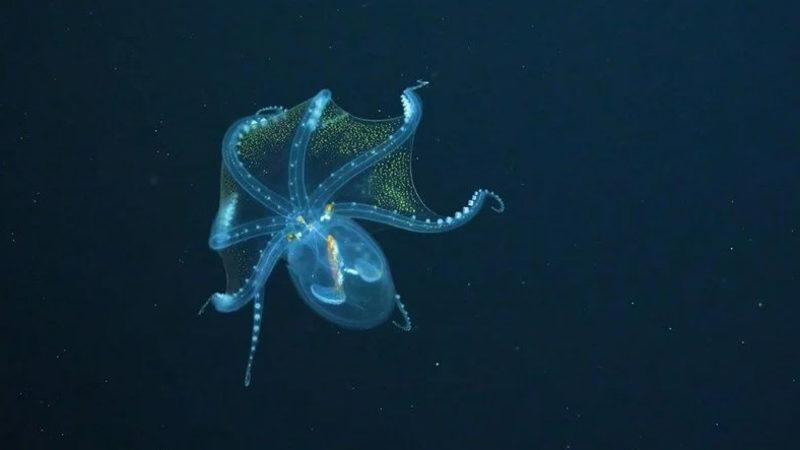 Gerçek Anlamda İçi Dışı Bir: Ender Görülen Cam Ahtapotun Viral Videosu