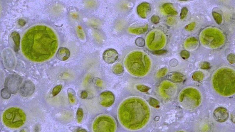 Bilim İnsanları, Üç Cinsiyete Sahip Bir Alg Türü Keşfetti