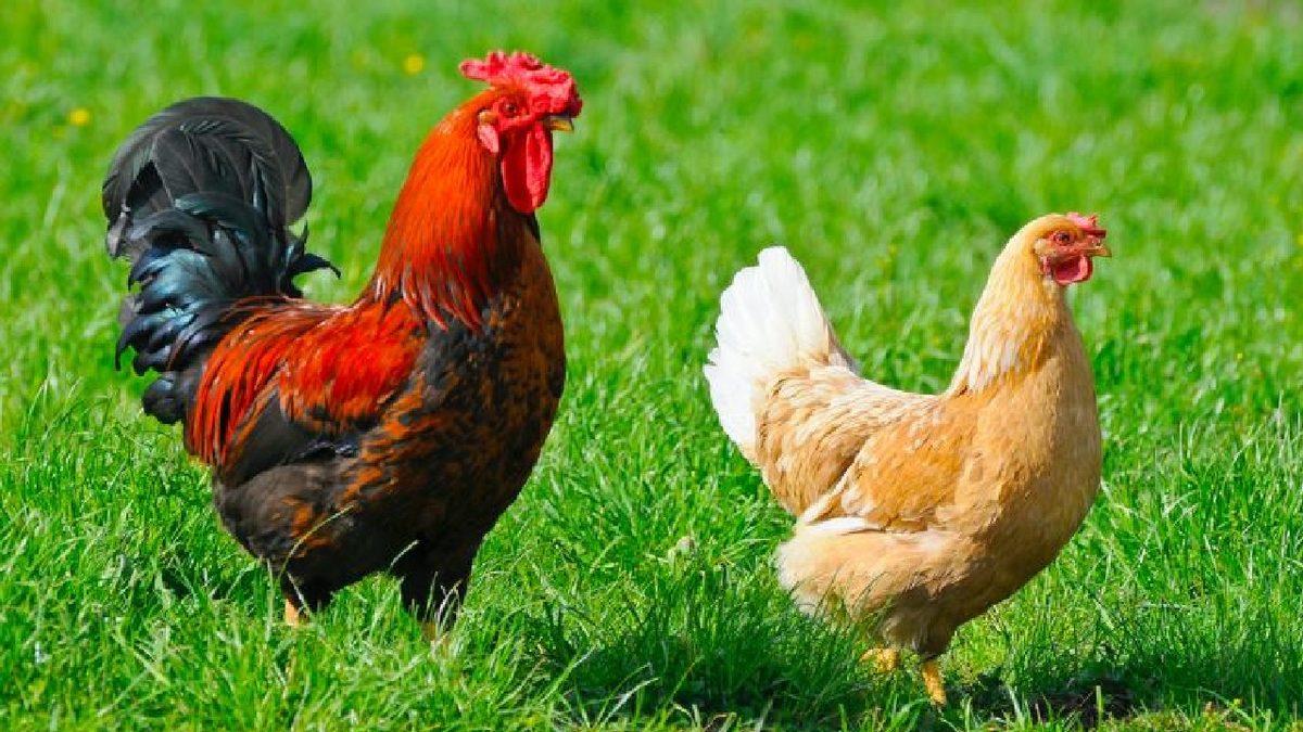 Belçika’da Bir Tavuk Aniden Horoza Dönüştü: Peki Bu Nasıl Mümkün Oluyor?