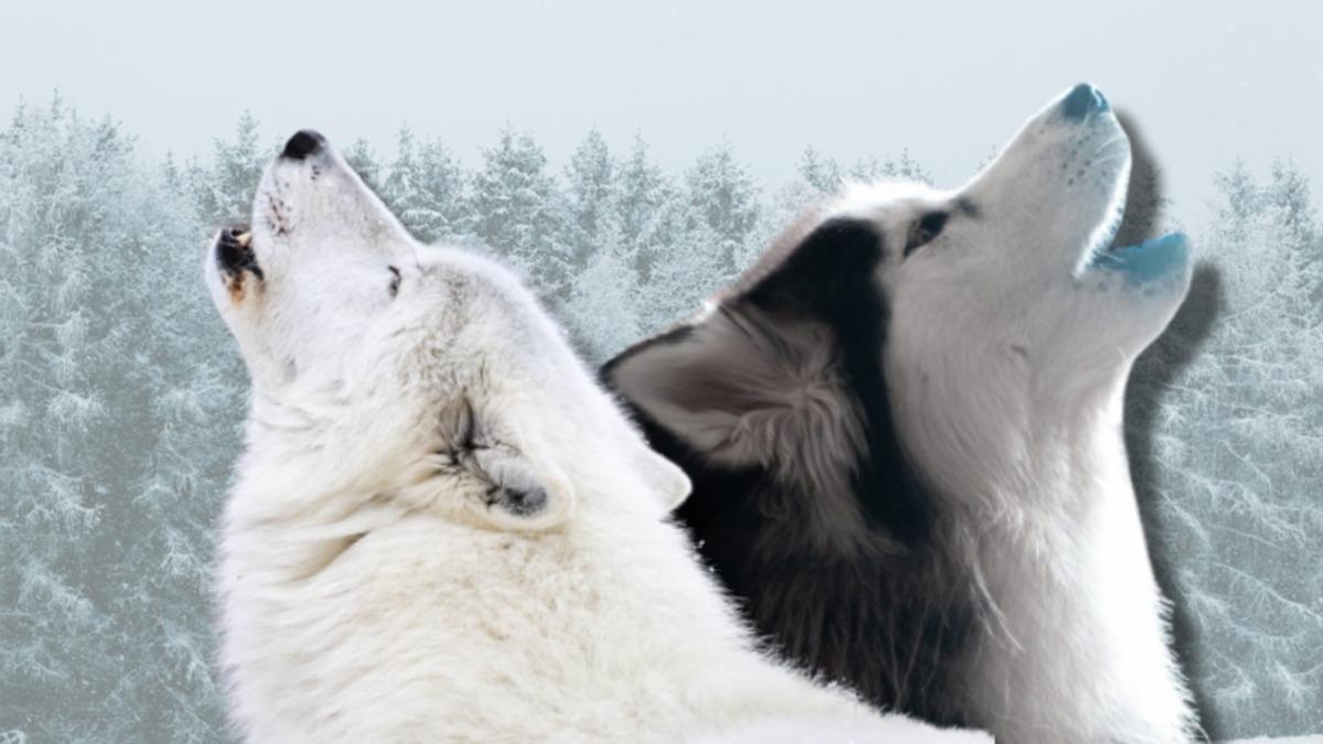 Tarkan ve Kurdu Bilimsel Olarak İmkansız Değilmiş: Kurtların da İnsanlara Köpekler Gibi Bağlandıkları Ortaya Çıktı